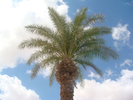 Tunisie 2008 060