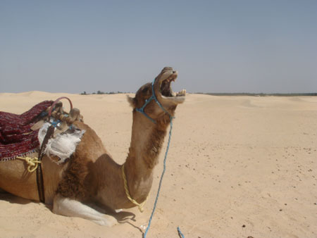 Tunisie 2008 207