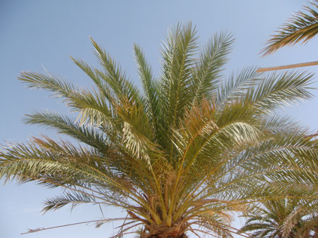 Tunisie 2008 230