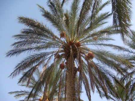 Tunisie 2008 250