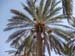 Tunisie 2008 250